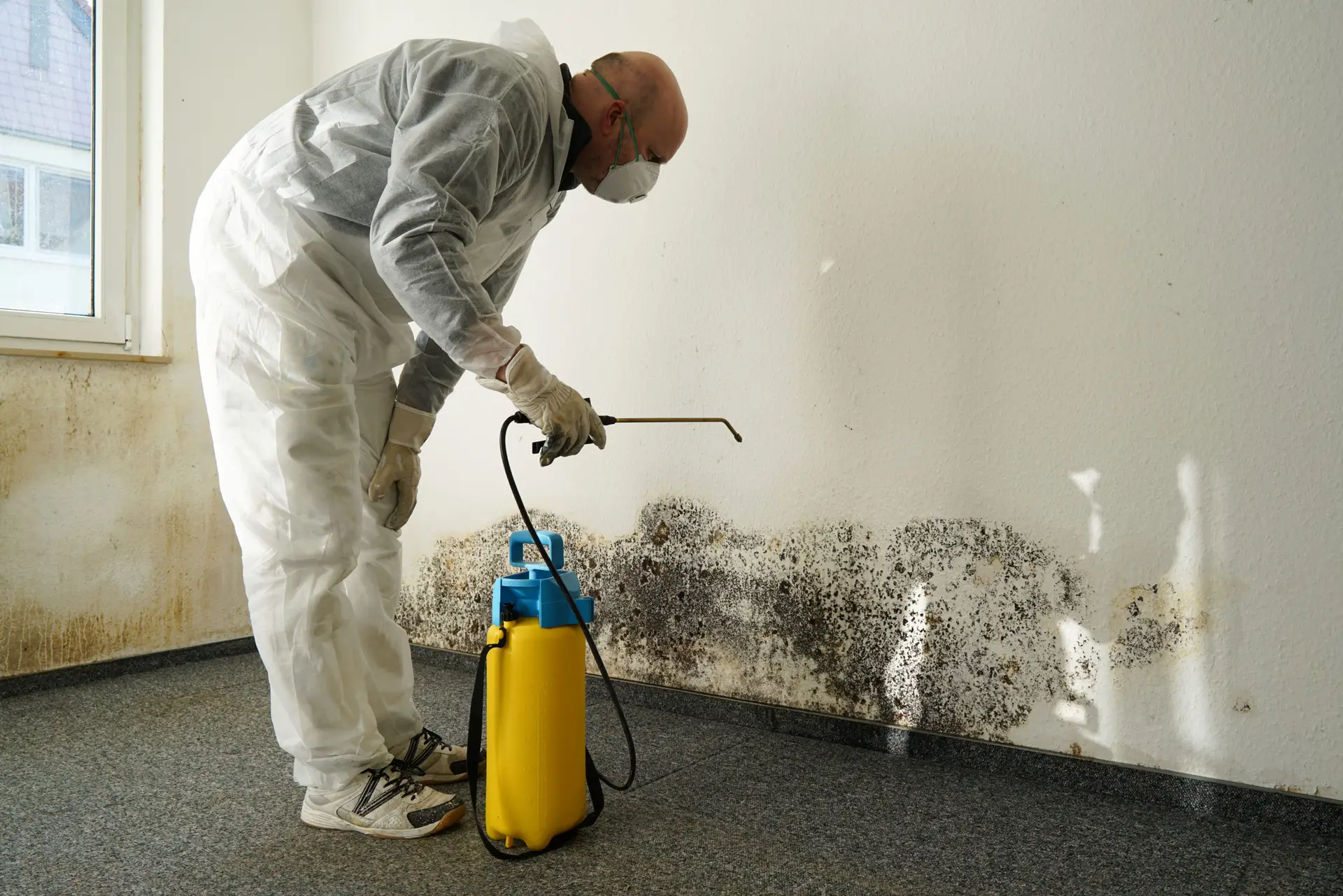 Mold Mitigation Aspen