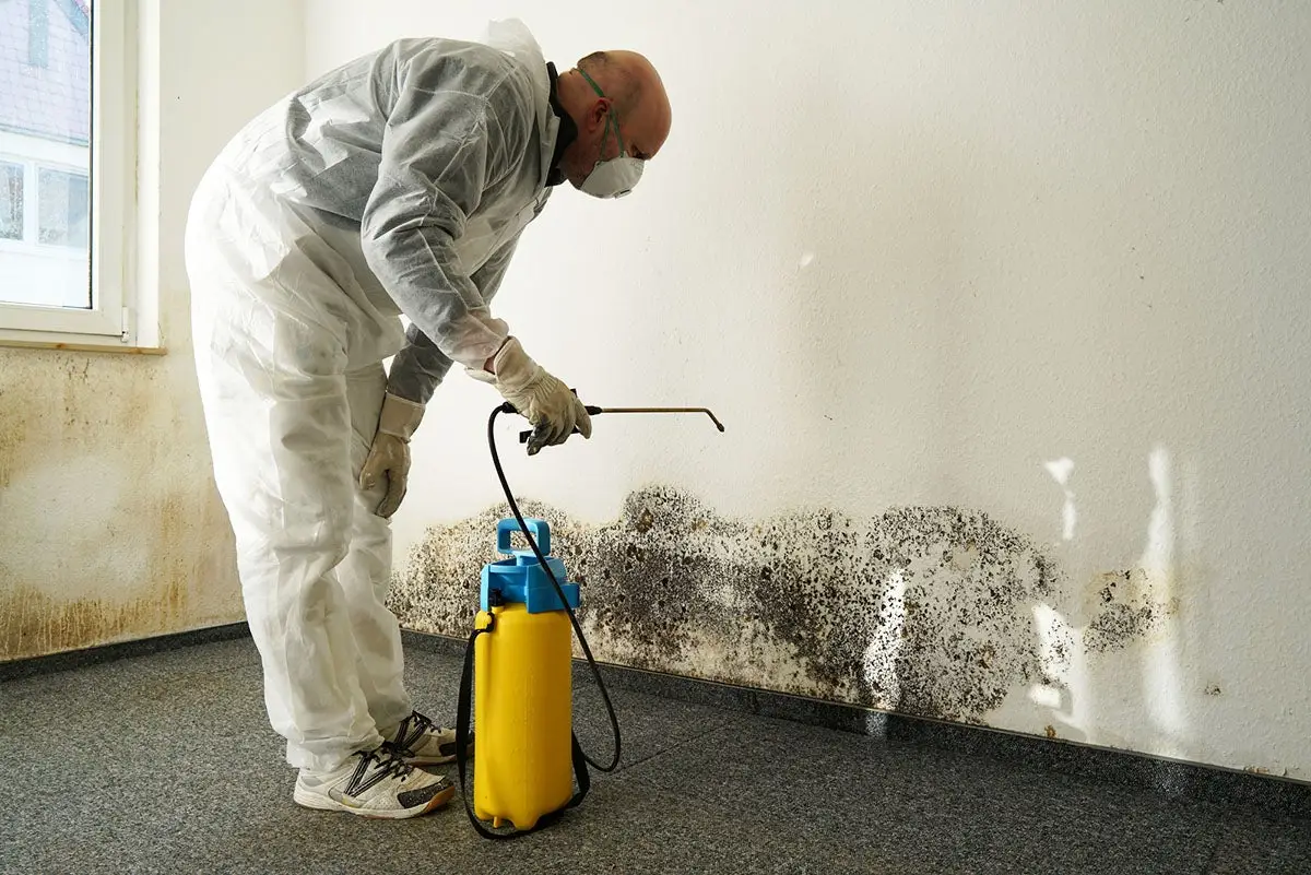 Black Mold Removal Company